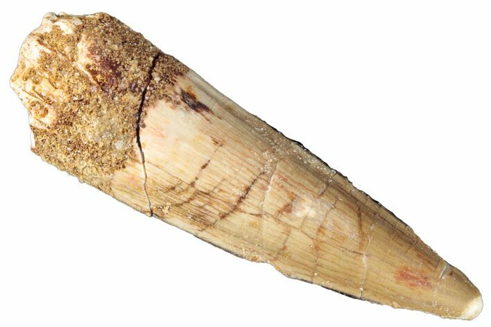 Fossil Spinosaurus Tooth - Real Dinosaur Tooth #268677